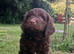 Gorgeous Chocolate F1 Sproodle Puppies *2 Left*
