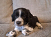 beautiful, chunky playful sprocker F1