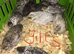 QUAILS,POINT OF LAY CHINESE BUTTONS!