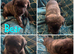 Akita x Mastiff puppies ready Now! Two left