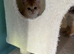 GCCF NY12 British shorthair