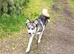 Pomsky Litter F3