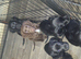 3 fully vaccinated sprocker spaniel boys available