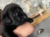 Labrador puppies for sale to leave now.