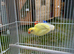 Two Lovebirds