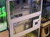 4 canaries 1 button qail and cage