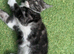 Gorgeous tuxedo kittens