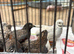 Male button quail