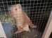 Albino hob