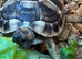 Garden Tortoises - Hermann’s 2025 Captive Bred