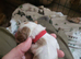 Amazon cocker spaniel puppies