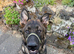 German shepherd x Malinois