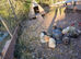 Older pekin bantam hens