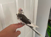 Hand reared baby cockatiel