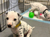 Stunning dalmatian puppys