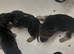Bloodhound Puppies
