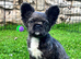 Fluffy frenchie cross.