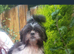 Shih tzu boy