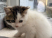2 half Persian kittens, ready now