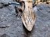 Merauke  Blue Tongue Skink at Birmingham Reptiles