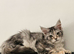 Maine Coon kitten Champion bloodlines