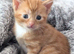 Beautiful ginger kittens