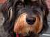 READY To LEAVE wire haired dachshund puppies