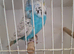 Exposition Budgies