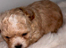 4 outstanding toy shihpoos 1 adorable boy