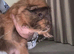 Guinepigs need gone asap