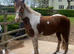 Horse wanted 15.2hh+