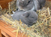 7 Mini lops - waiting list open