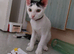 Lovely Kitten MIMI