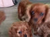 F1b cavapoo