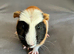 Two baby boy brother guinea pigs