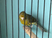 Amazing Spanish Raza Canary Pair for Sale
