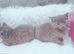 Stunning litter of Russian blue kittens ready now