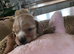 Cocker spaniel beautiful puppies