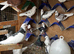 Birmingham roller pigeons for sale