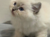 Perfect Ragdoll Kittens Ready Now
