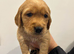 EXCEPTIONAL KC GOLDEN RETRIEVER PUPPIES