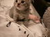 3 kittens for sale