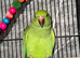 Indian ring neck