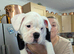 Beautiful old english bulldog puppy