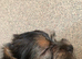 Yorkie/Chihuahua , bl/t ,1merle