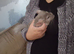 Male chinchilla