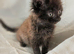Persian cross Fluffy Dark Brown female kittens. Ready to leave