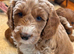Labradoodles