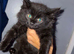 5 Maine coon kittens