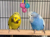 Budgies & cage